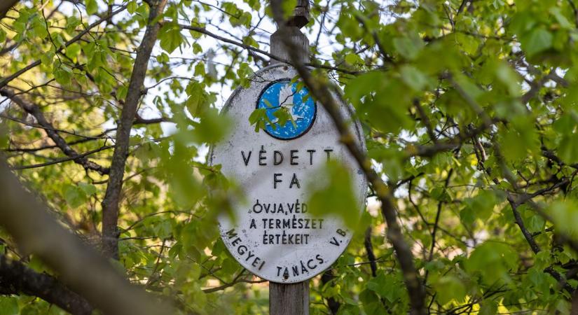 Rákóczi fejedelem is megpihent Süttő kisközség fája alatt? Ez a 420 éves Rákóczi hárs legendája