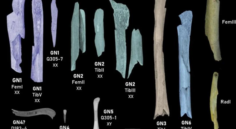 Nőket és gyerekeket is evett a neandervölgyi ember