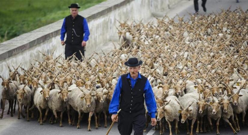 Ismét lesz kihajtási ünnep a Hortobágyon