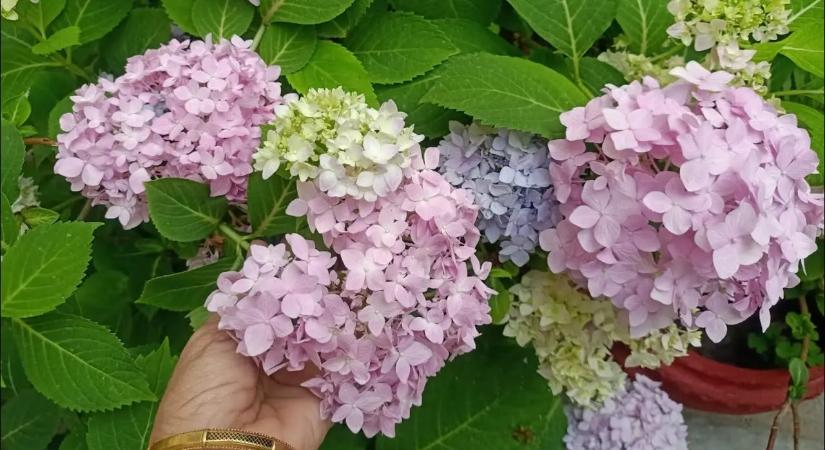 Filléres trükk, amit a magyarok alig ismernek: ettől robban be a hortenzia virágzása