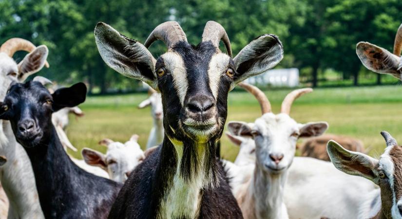 181 pont, ami megmentheti a telepedet: Megérkeztek a hivatalos járványvédelmi mintatervek