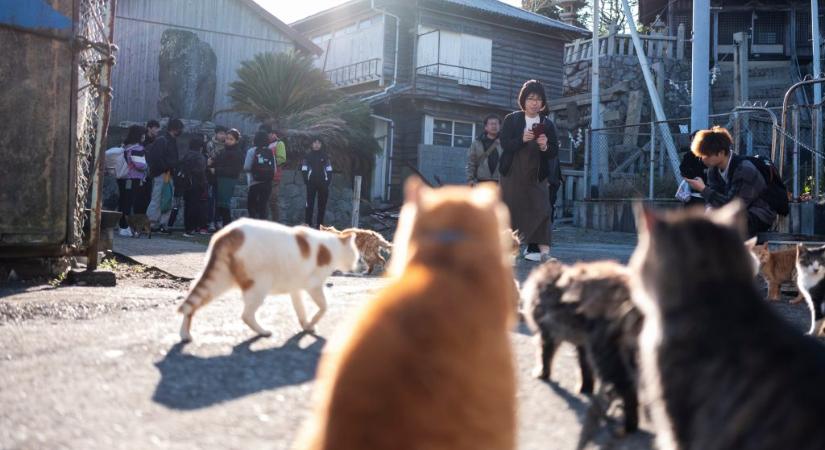 Ezen a szigeten több macska él, mint ember