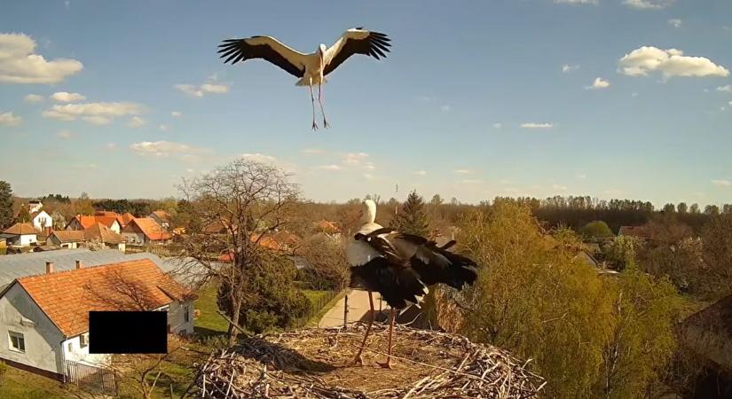 Brutális gólyaharc Kerekegyházán: videón a fészekért vívott csata