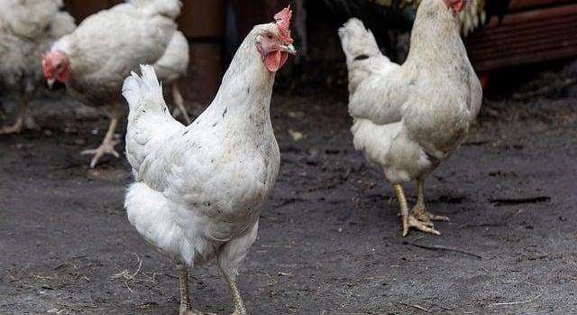 15 millió helyett 30 millió csirkét vágnak évente