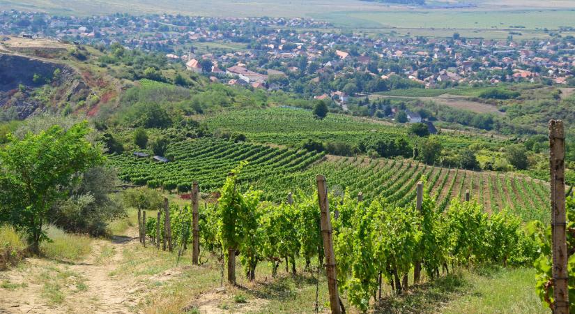 Újabb gyilkos fertőzés is felütötte a fejét a Balatonnál: órási kihívások előtt a hazai szőlősgazdák