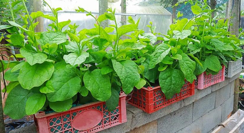 A lusta magyarok kedvenc növénye: alig kell gondozni, mégis rengeteget terem