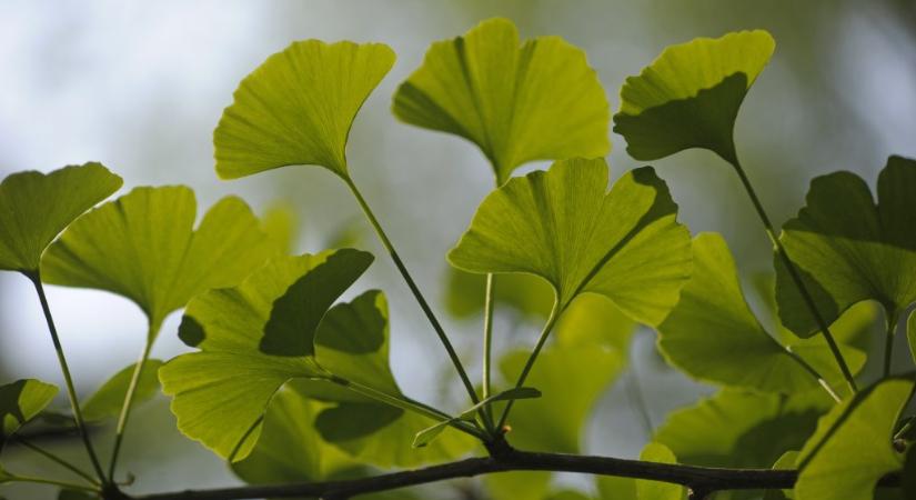 Mégsem javítja memóriánkat a Gingko biloba?