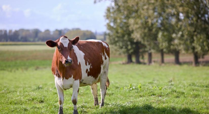 Íme, az ország legszebb tőgyű Kaktusza!