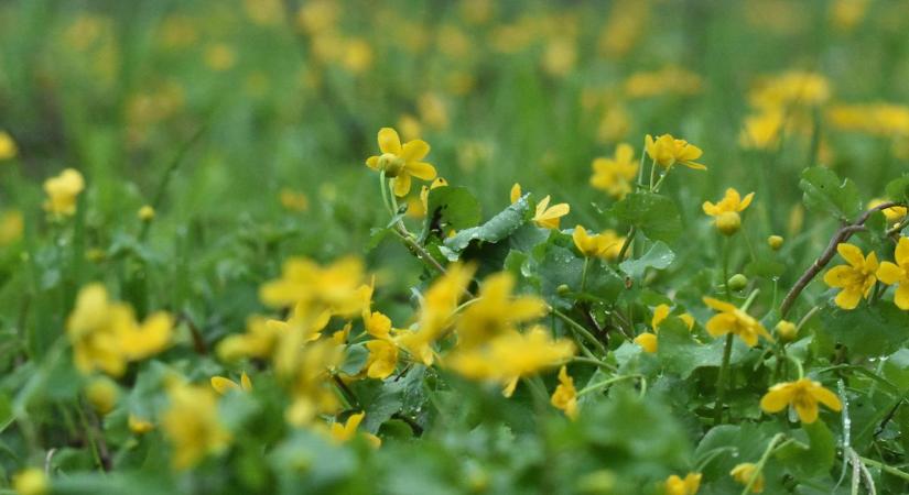 Aranyba borult a természet: most virágzik a mocsári gólyahír, amit látnod kell! (galéria)