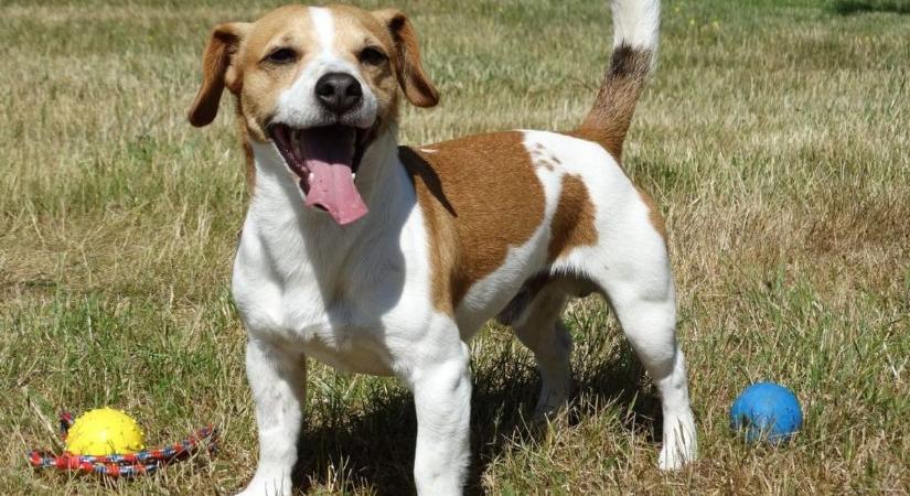 Farkcsóválás: nem mindegy, hogy jobbra vagy balra