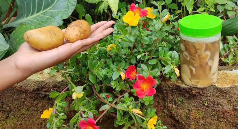 Megmutattam a szomszédnak, mit teszek a rózsák alá, és azóta ő is gyűjti a krumplihéjat