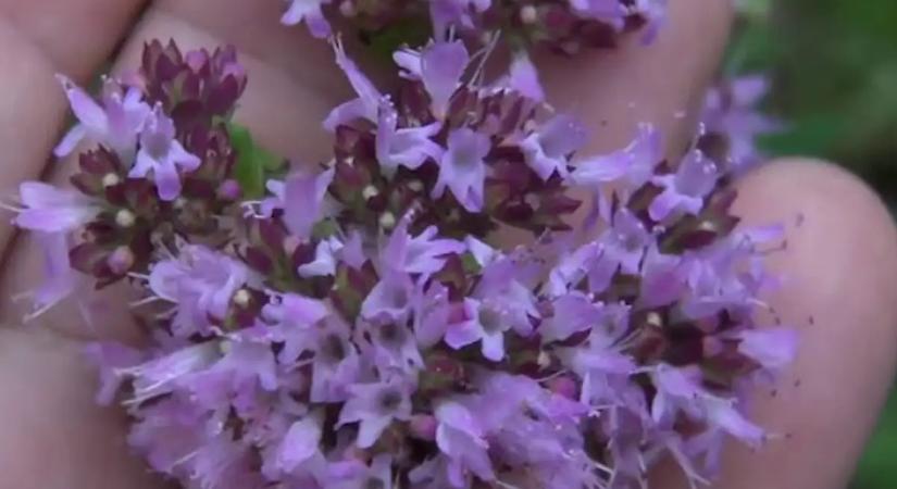 Felejtsd el a kényes rózsákat! Ez a növény olyan színeket hoz a kertedbe, amilyeneket még sosem láttál