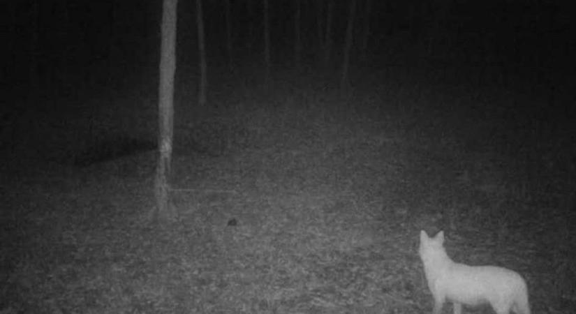 Hófehér ragadozó bukkant fel Bács-Kiskunban – végül nem menekült meg!