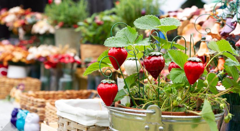 Különleges Szigetközi Szatyor vásár a lekváros kenyér imádói számára