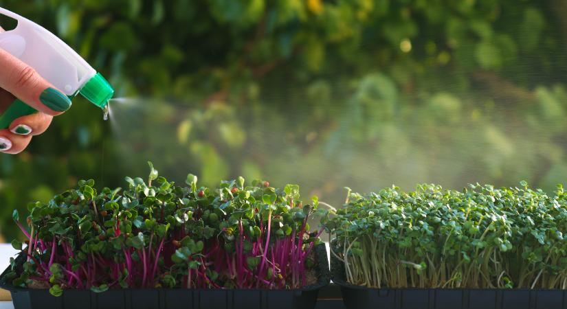 Mikrozöldek: így termeszd, ezt a fajtát válaszd