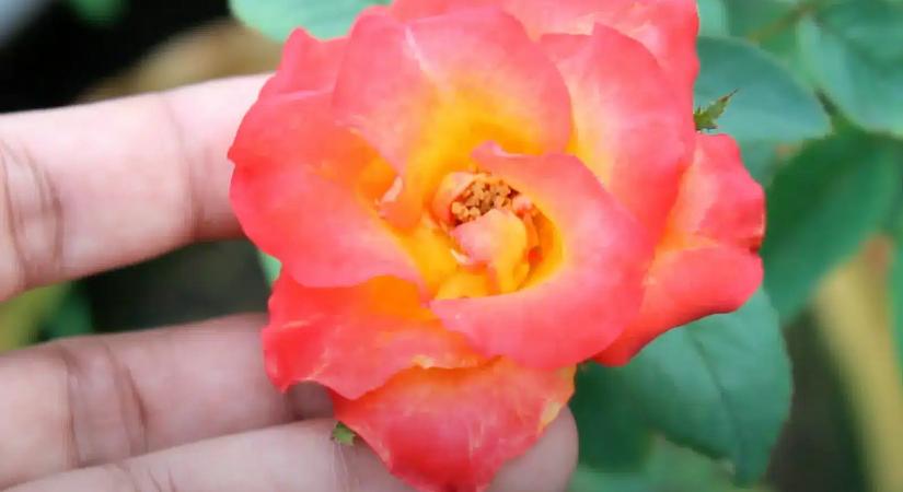 Ezért ne öntsd ki soha többé a tojás főzővizét: a kerted meghálálja