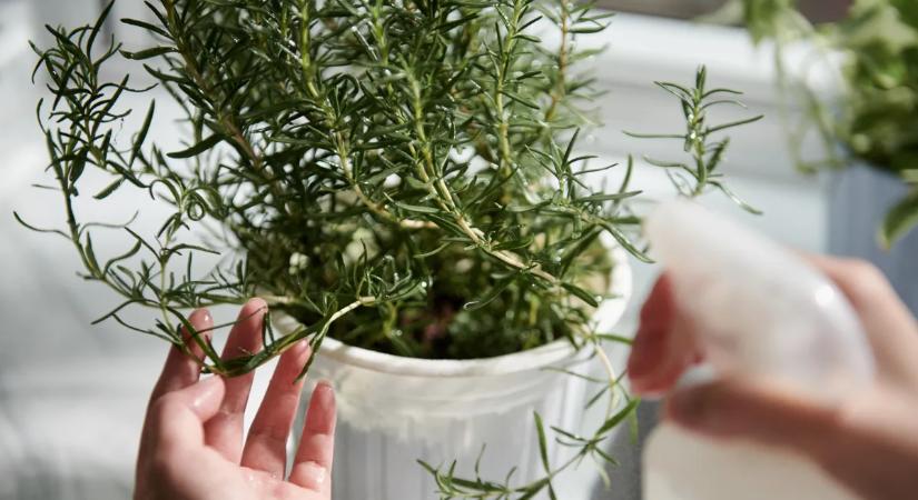 Így nevelj rozmaringot lakásban – tippek, amikkel neked is sikerülni fog
