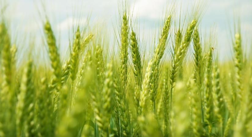 Flexibilis dózis, fix védelem: Hogyan hozzuk ki a maximumot a búzából hektáronként?