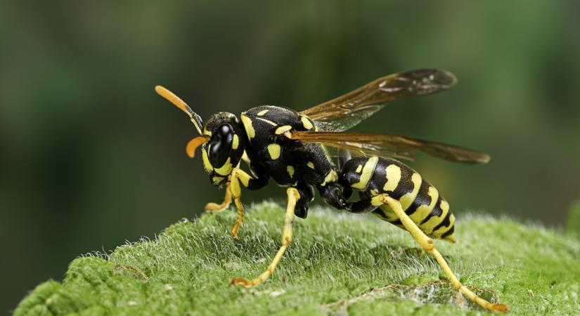 Riasztó figyelmeztetést adtak ki a tudósok: a korai tavasz végzetes csapdába csalja a méheket