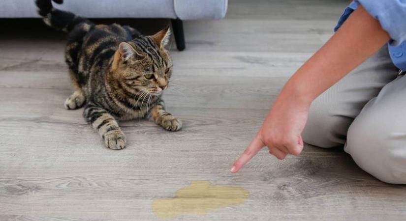 Amikor a macska mindenhova odapisil: x dolog, ami zavarhatja őt a lakásban