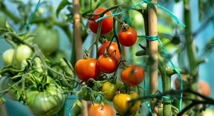 Visszavették a fűtést, mégis nő a paradicsom