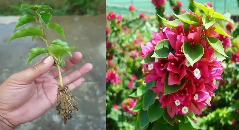 A görög kertészek elhallgatják, de mi kiderítettük: Így lesz olyan a balkonod, mint Santorini legszebb utcája