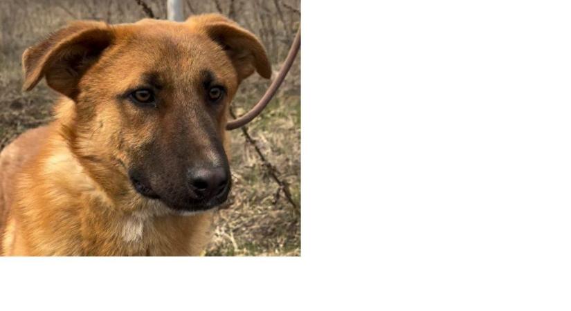 Sparky szerető gazdit keres