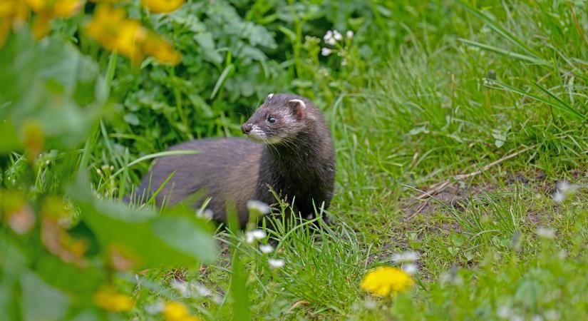 Nyest a kertben vagy a padláson? Így tartsd távol végleg