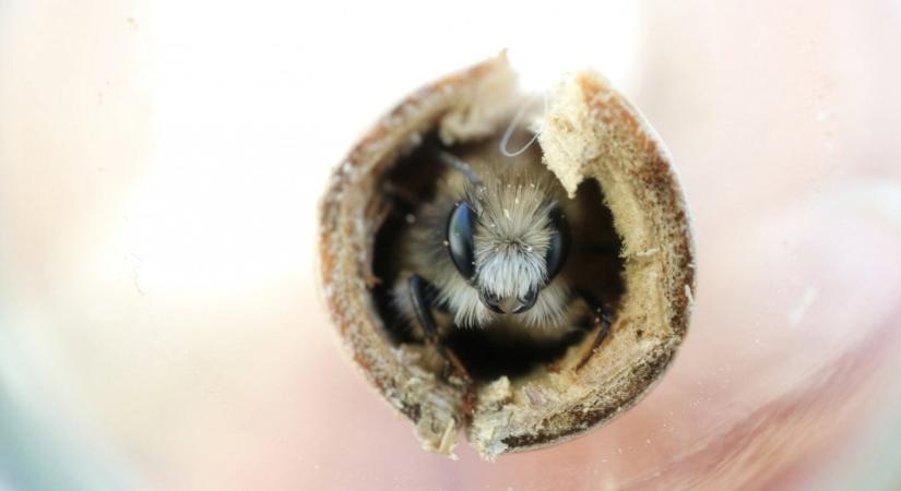 A felmelegedés átírja a vadméhek szaporodási ciklusát