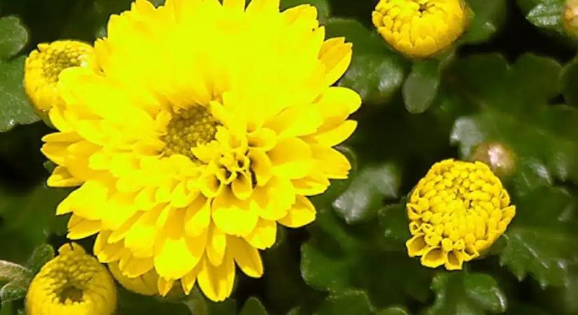 Felejtsd el az árvácskát! Itt az elfeledett növény, ami miatt még télen is ragyogni fog az udvarod