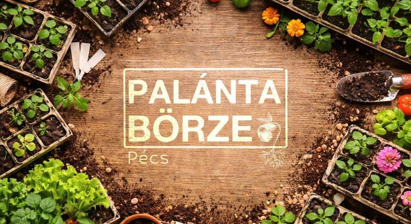 Palántát cserélnél? Itt a helyed – különleges börze jön Pécsen