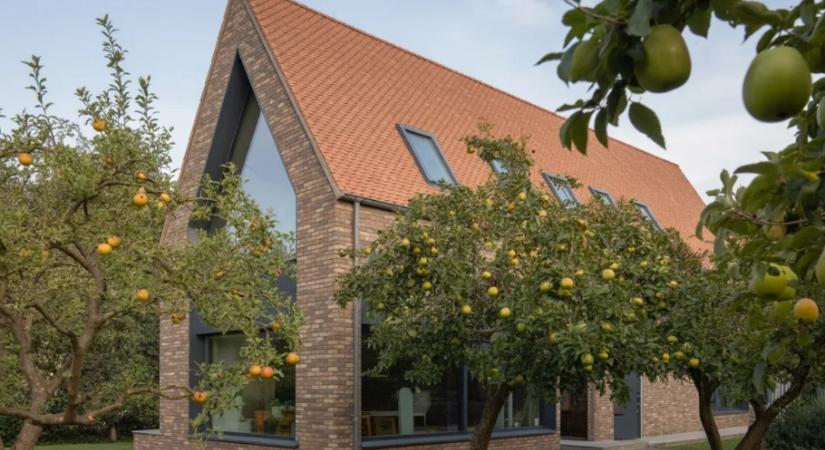 A hiba, amit szinte mindenki elkövet a gyümölcsfáknál – és évekre tönkreteszi a kertet