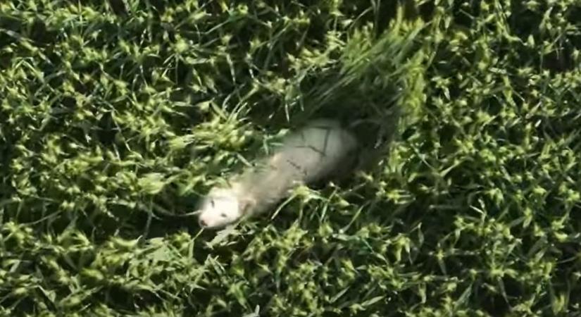 Kilőtték a különleges hófehér aranysakált