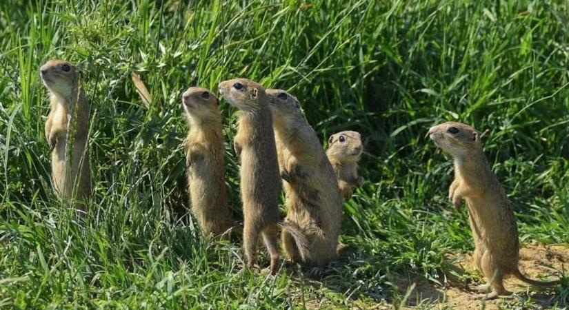 Legyél te is ürgepásztor!