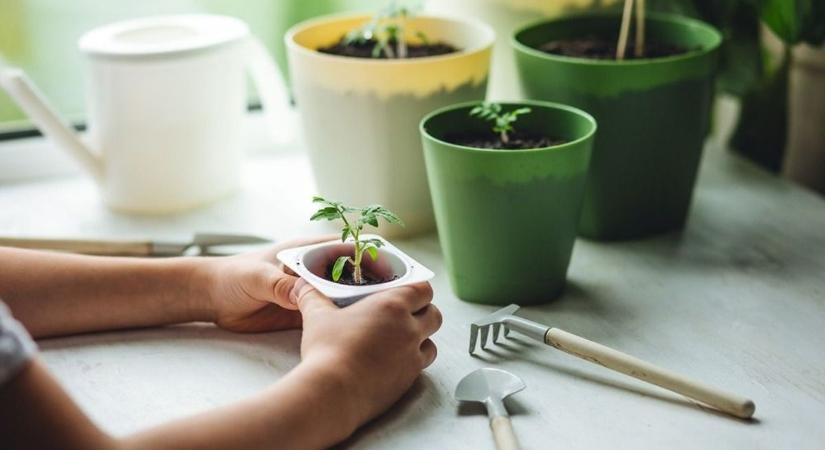 Fűszerkert az erkélyen, ezek a fűszernövények kezdőknek is ideálisak