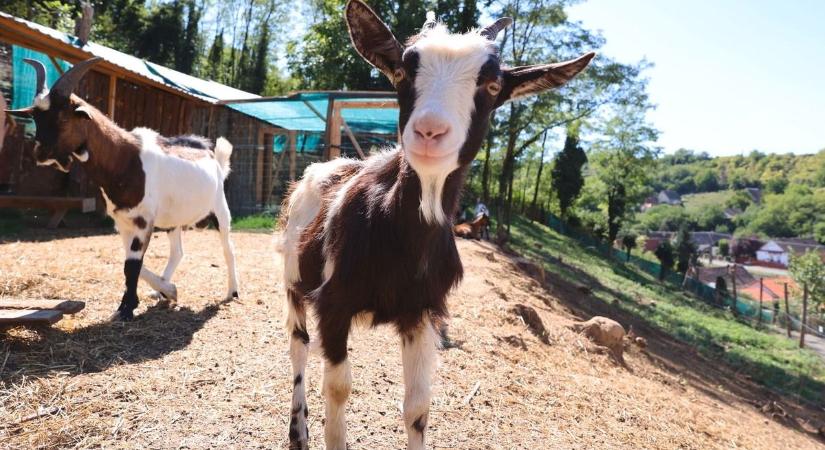 Gyorsan fogynak a helyek a Zoo Táborra