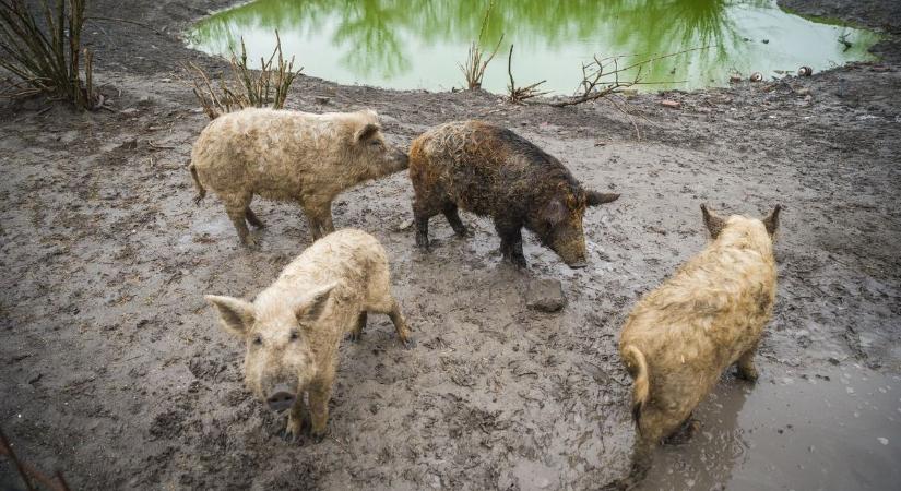 Megállították a veszélyes betegséget, a napokban feloldják a zárlatot a somogyi telepen