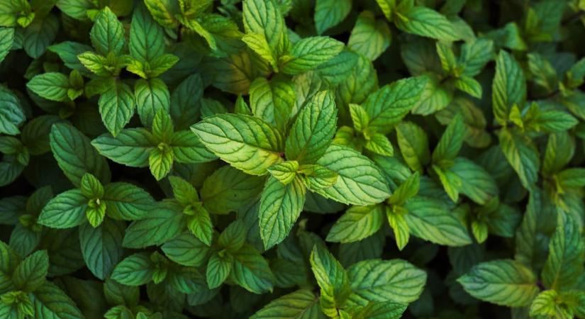 Ilyen virágot ne ültessen a kertbe, az összes többi növényt kiszoríthatja