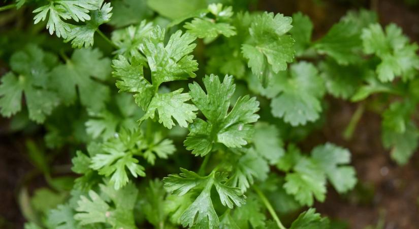Petrezselyem vetése: ezért nem kel ki sokszor, és így sikerülhet