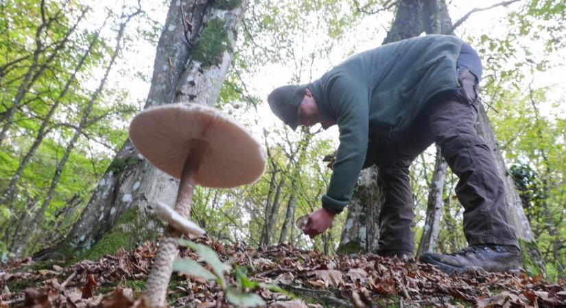 Megállít az erdész, ha így szeded a gombát! Százezreket bukhatsz, mindenhol utolér az erdei szabály