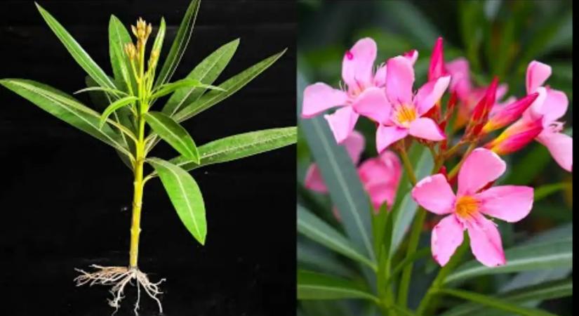 Így lesz 0 forintból 10 új, virágzó leandered a nyárra