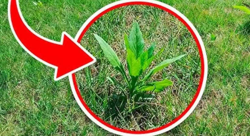 Ez az egyetlen kanálnyi házi szer végleg kipucolja a gazt a térkő közül