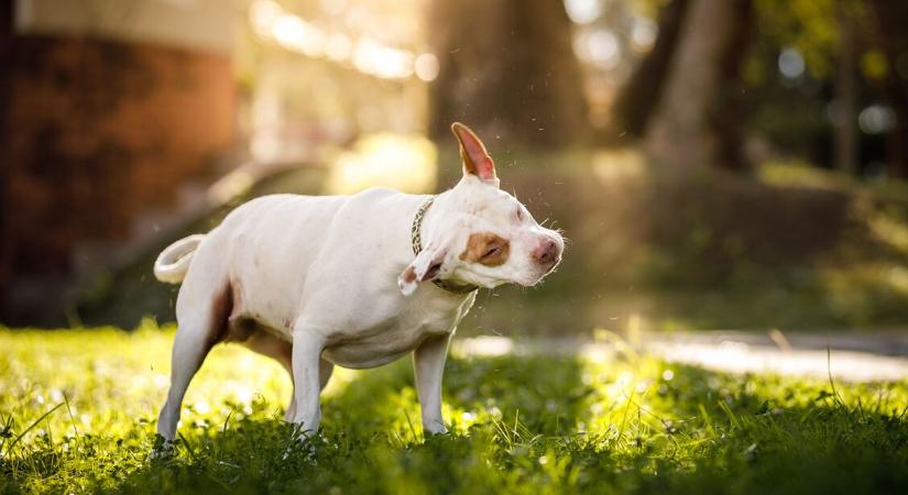 Mit jelent, ha a kutyád hirtelen lerázza magát, pedig nem vizes? – 7 tipikus helyzet