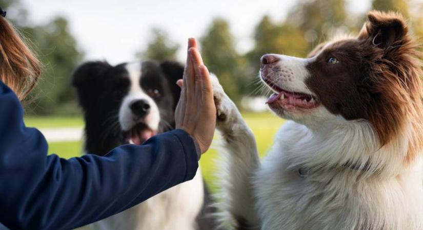 Kutyaszitter vagy kutyapanzió? Így dönts jól utazás előtt