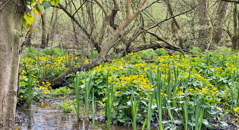 Aranyba borítja a hazai tájat ez a különleges virág: sietned kell, ha látni akarod, de eszedbe ne jusson hazavinni