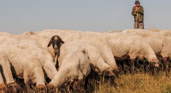 Szeged és a vármegyei legjobb sajtófotóit mutatják be a Móra-múzeumban
