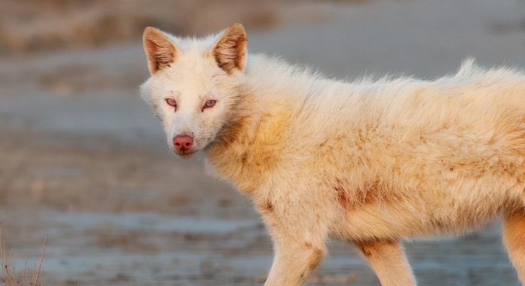 Ritka ragadozót észleltek Bács-Kiskunban, egyetlen lövéssel végeztek vele