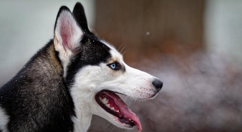 Veszélyes ez az ártalmatlannak tűnő növény a kutyádra: a mérgezés tünetei azonnal jelentkezhetnek