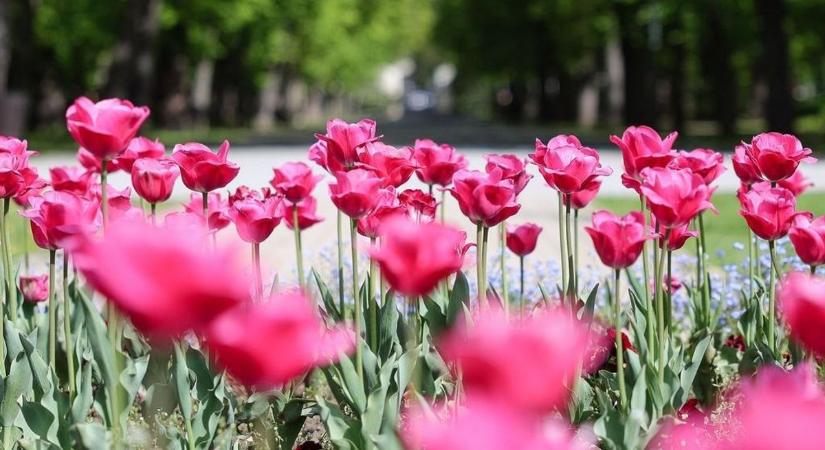 Eger legszebb kertjei kerestetnek: ismét pályázható a "Virágos Egerért" cím