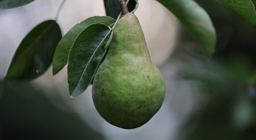 Emiatt bírják a klímaváltozást a régi tájfajták